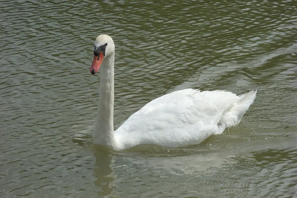 Un cygne blanc nage sur l'eau verte et calme d'une rivière