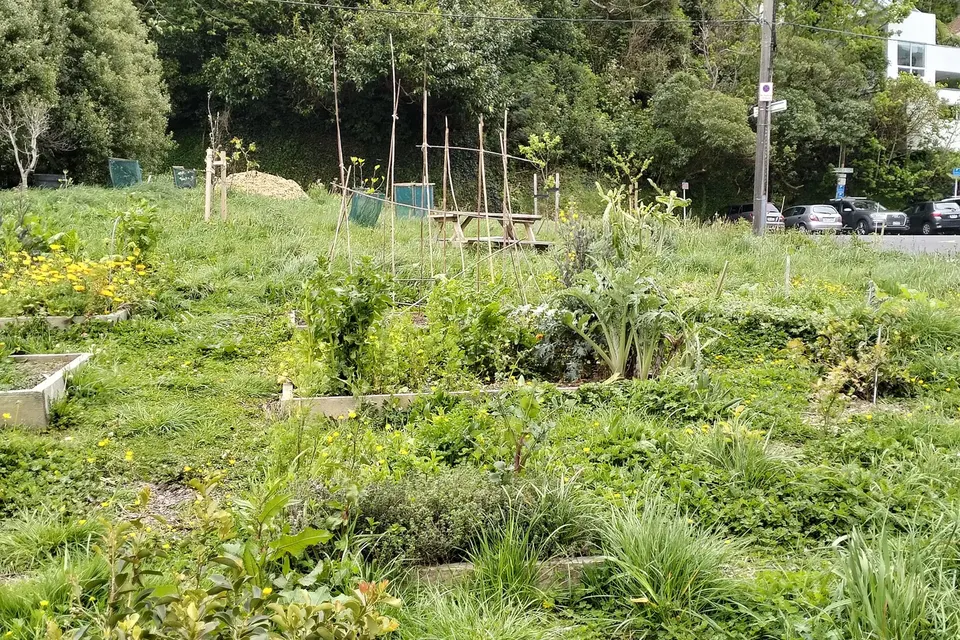 Jardin potager collectif en pente, planches de légumes, tuteurs en bambou et bacs de culture, avec des immeubles en arrière-plan